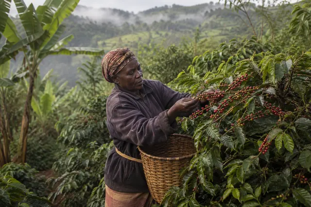 Picking coffee on a hillside