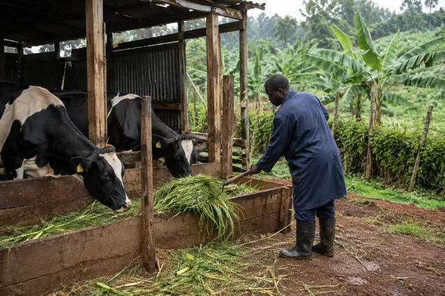 Feeding, in a shed