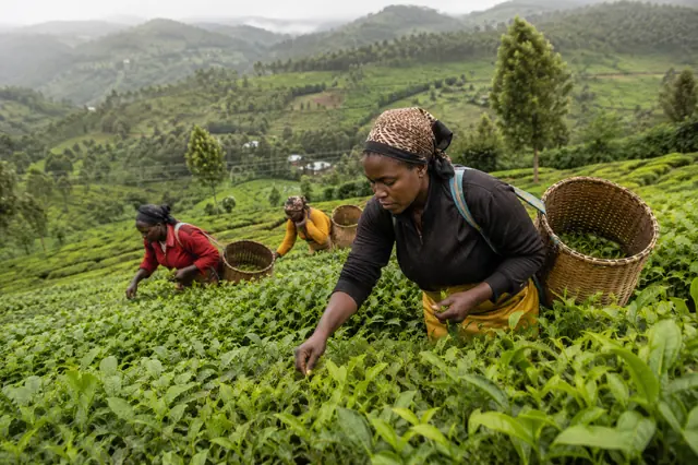Tea, picked